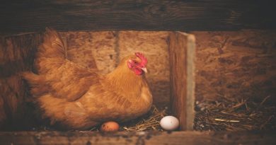 Chicken in Nesting Box with eggs
