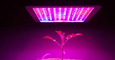 Grow Lights on a young tomato plant