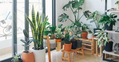 Gardening Tips Indoor Potted Plants in Sunroom
