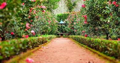 Garden Trends Path in lovely manicured garden