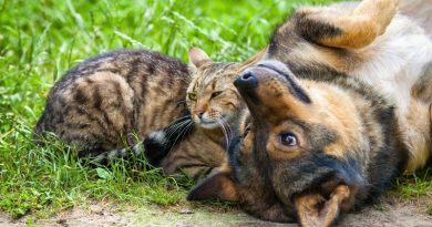 Cat and Dog laying on the grass together