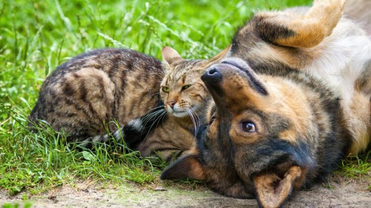 Cat and Dog laying on the grass together