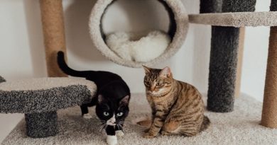 Photography Ideas at Home / Cats on Indoor Climbing Tree