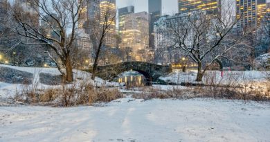Central Park / What to Do in New York this Winter