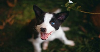 Get Ready For A New Dog / Beautiful Puppy with Blue Eyes