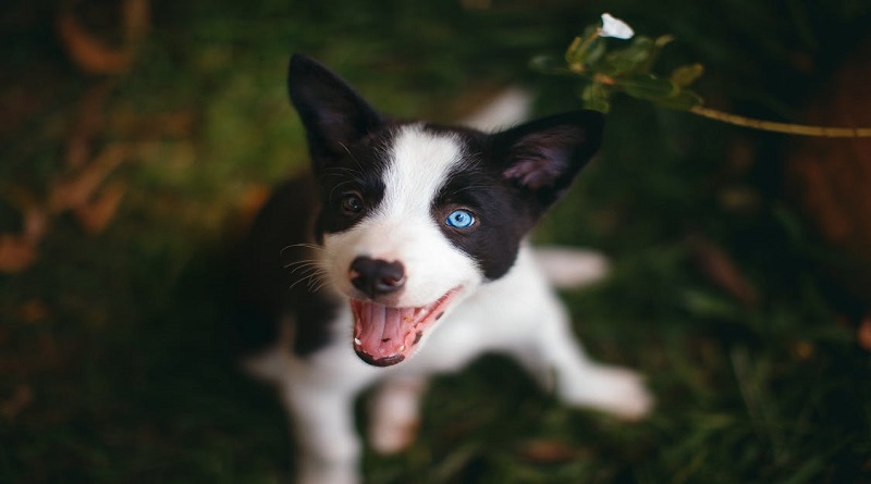 Get Ready For A New Dog / Beautiful Puppy with Blue Eyes