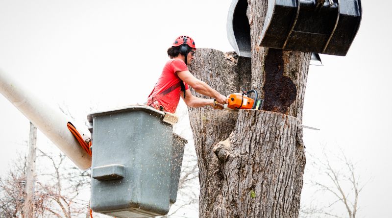 Tree Removal Tips / Professional Tree Removal
