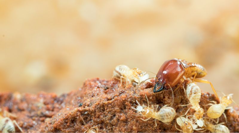 Termites / Confirm You Have Termites