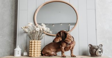 Spruce Up Your Homes’ Interior / Dachshund sitting on a side table under a mirror