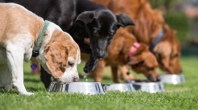 Choosing Food for Your Dog / Four Dogs Outside Eating out of Metal Bowls on the Grass