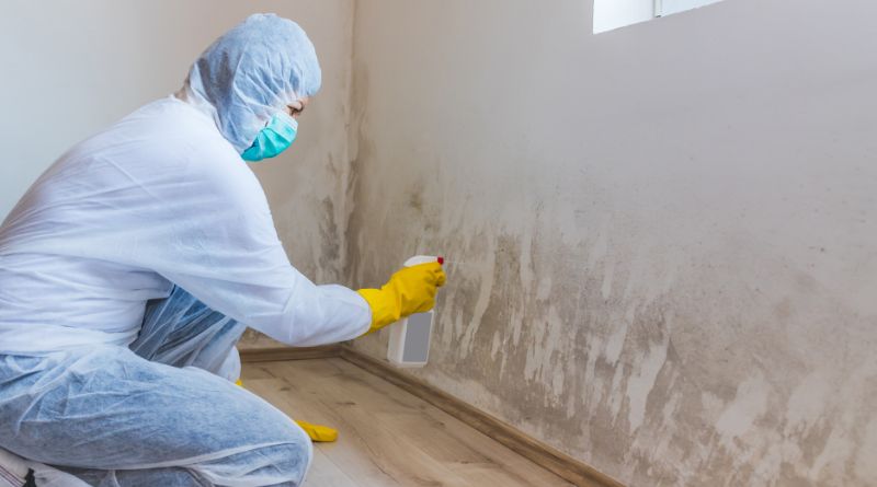 Professional removing mold from wall