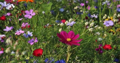 Make the Most of Your Garden / Beautiful Wildflower Garden