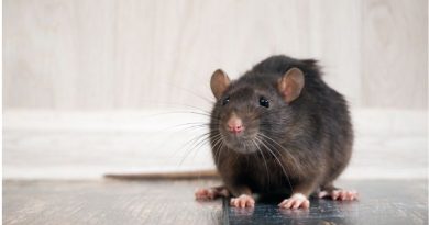 Top 5 Invasive Species / Rat on Hardwood Floor