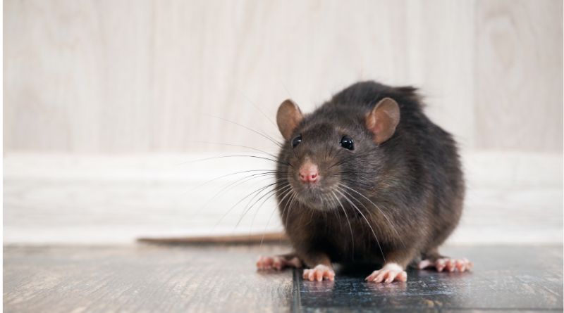 Top 5 Invasive Species / Rat on Hardwood Floor