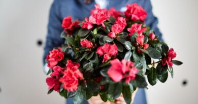 Practical Housewarming Gift Ideas / Giving a potted Azalea Plant as a Gift