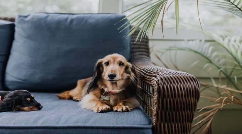 Tips For Dog Owners On Keeping A Clean Home / 2 Long Haired Dachshunds on a Rattan Sofa with Blue Cushions