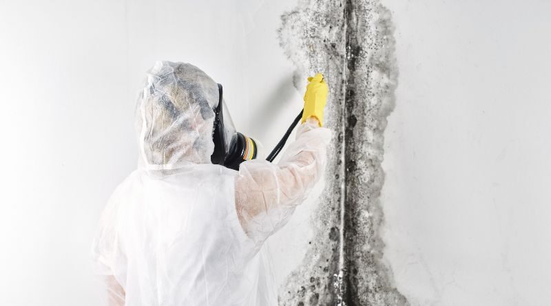 Professional Mold Removal