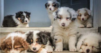 Financial Side of Pet Ownership / Puppies