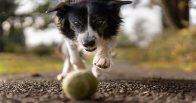 Border Collie chasing a yellow tennis ball