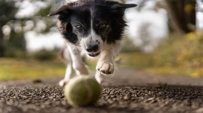 Border Collie chasing a yellow tennis ball