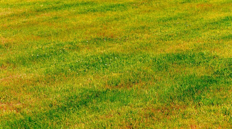 Why Is My Lawn Turning Yellow? / Yellowed Lawn