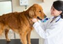 take your dog to the vet / Dog being examined by a vet