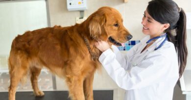 take your dog to the vet / Dog being examined by a vet