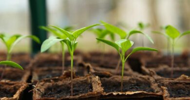 Take Care Of Your Garden Without The Stress / Healthy Seedlings
