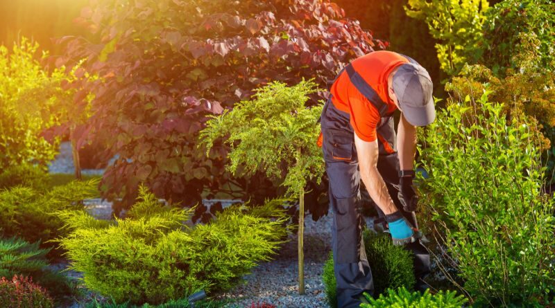 Local Landscaper for Your Yard / Landscaper working on pruning a bush