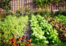 Making Money From Your Old Property / Large backyard vegetable garden