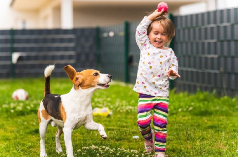 Why Every Family Should Own A Dog / Little girl playing with her pet beagle