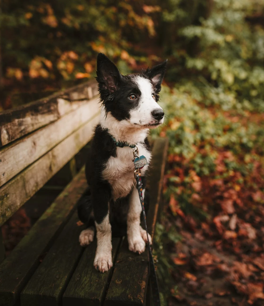 Muddy Border Collie Puppy on a Park Bench