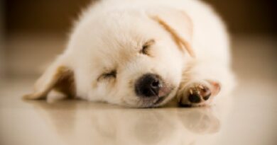 ensure your dog gets a sound sleep all night / Sleeping Puppy