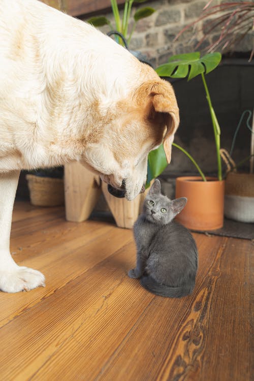 Big dog and little gray kitten