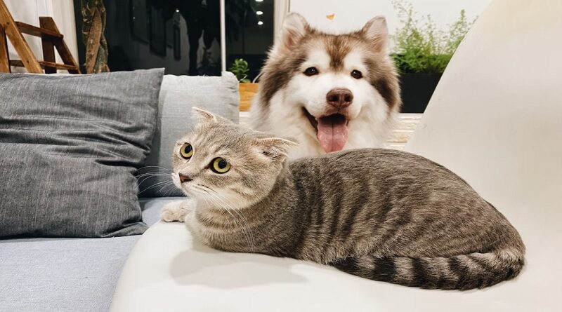 Moving home with a pet / Cat and dog together on a sofa