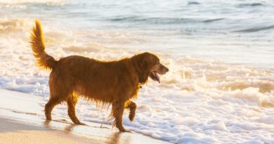 Holiday with Your Furry Friend / Golden Retriever Walking Along the Shoreline at the Beach