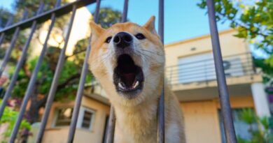 Is Your Dog Too Territorial / Menacing looking dog with his head through the bars for a gate.