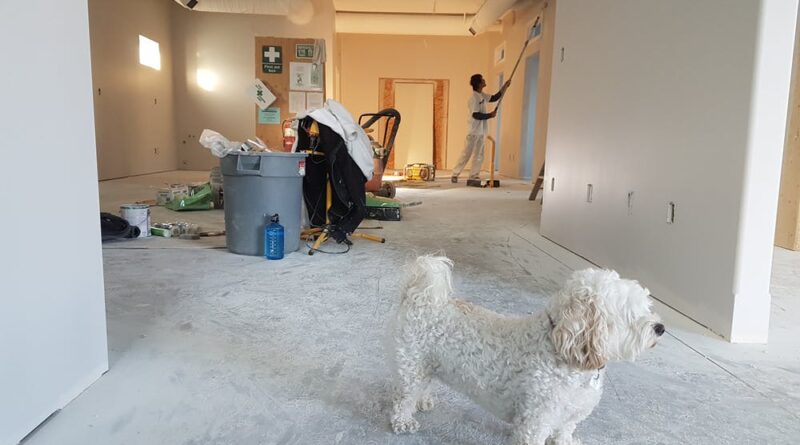 Little White dog in open room with construction equipment and a man painting the walls