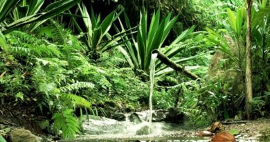 Ways to Transform Your Backyard / Backyard Water Feature Surrounded by Lush Ferns and Plants