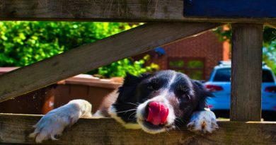 Dog with his tongue out haning over a fence