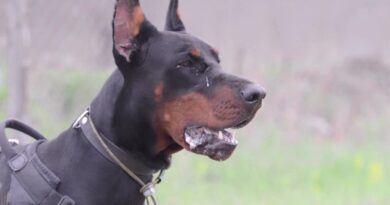 Large Doberman Dog Foaming at the Mouth