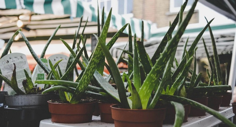 Pots of Aloe Vera / How To Elegantly Decorate Your Home With Plants