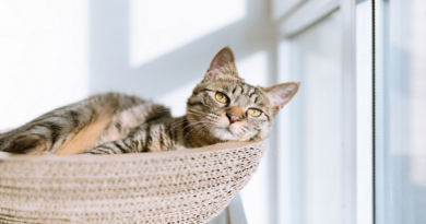7 Reasons to Choose Home Pet Euthanasia / Cat in a basket by a window