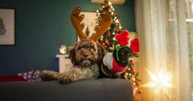 Dog and Cat on Sofa wearing Christmas Headbands