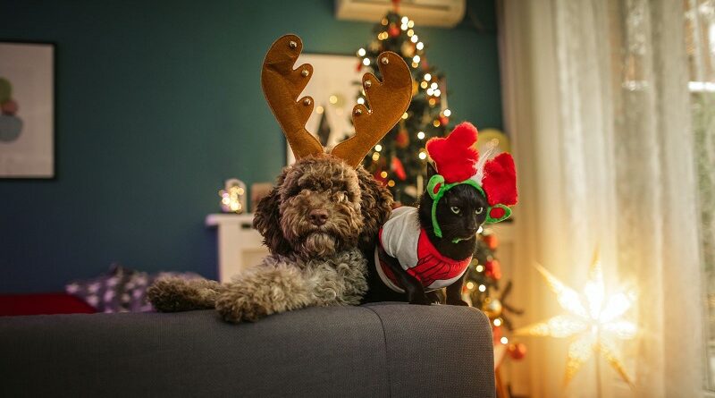Dog and Cat on Sofa wearing Christmas Headbands