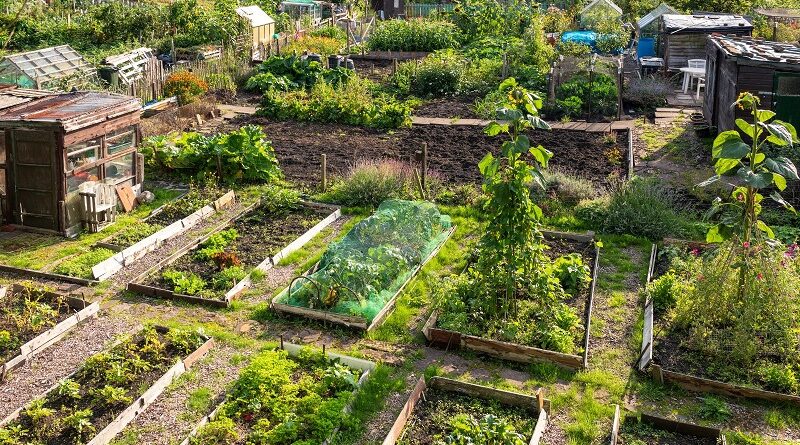 How To Help Your Allotment Thrive / Garden Allotments