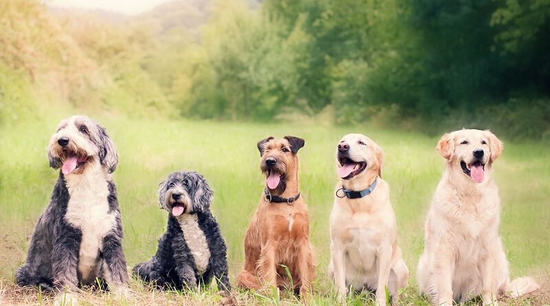 5 Happy Dogs out in a Field