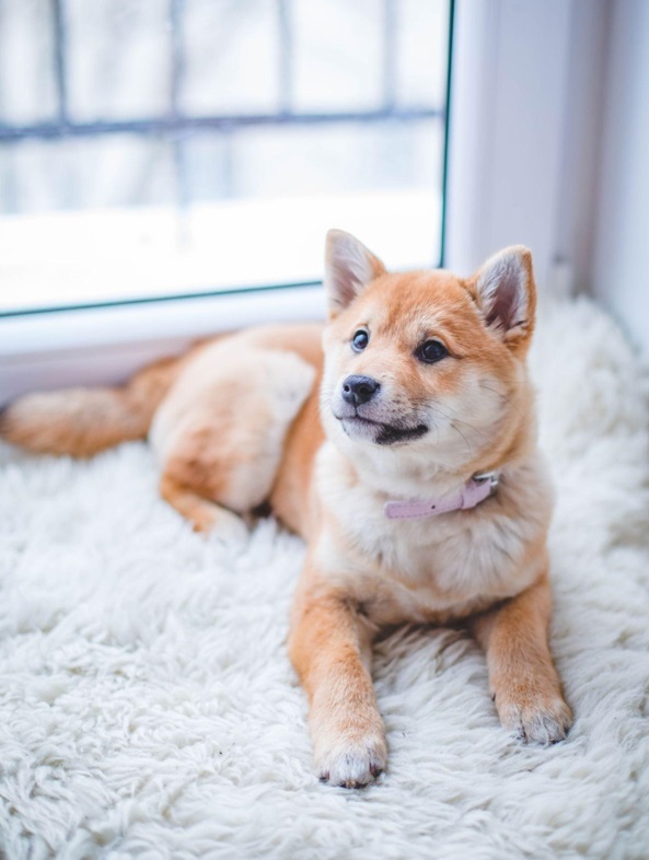 The Best Rugs That Are Perfect for All Types of Pets! / Akita Dog Laying on a Fluffy Dog Rug