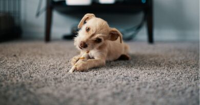 The Best Rugs That Are Perfect for All Types of Pets! / Puppy laying on a carpeted floor, gnawing on a chew stick