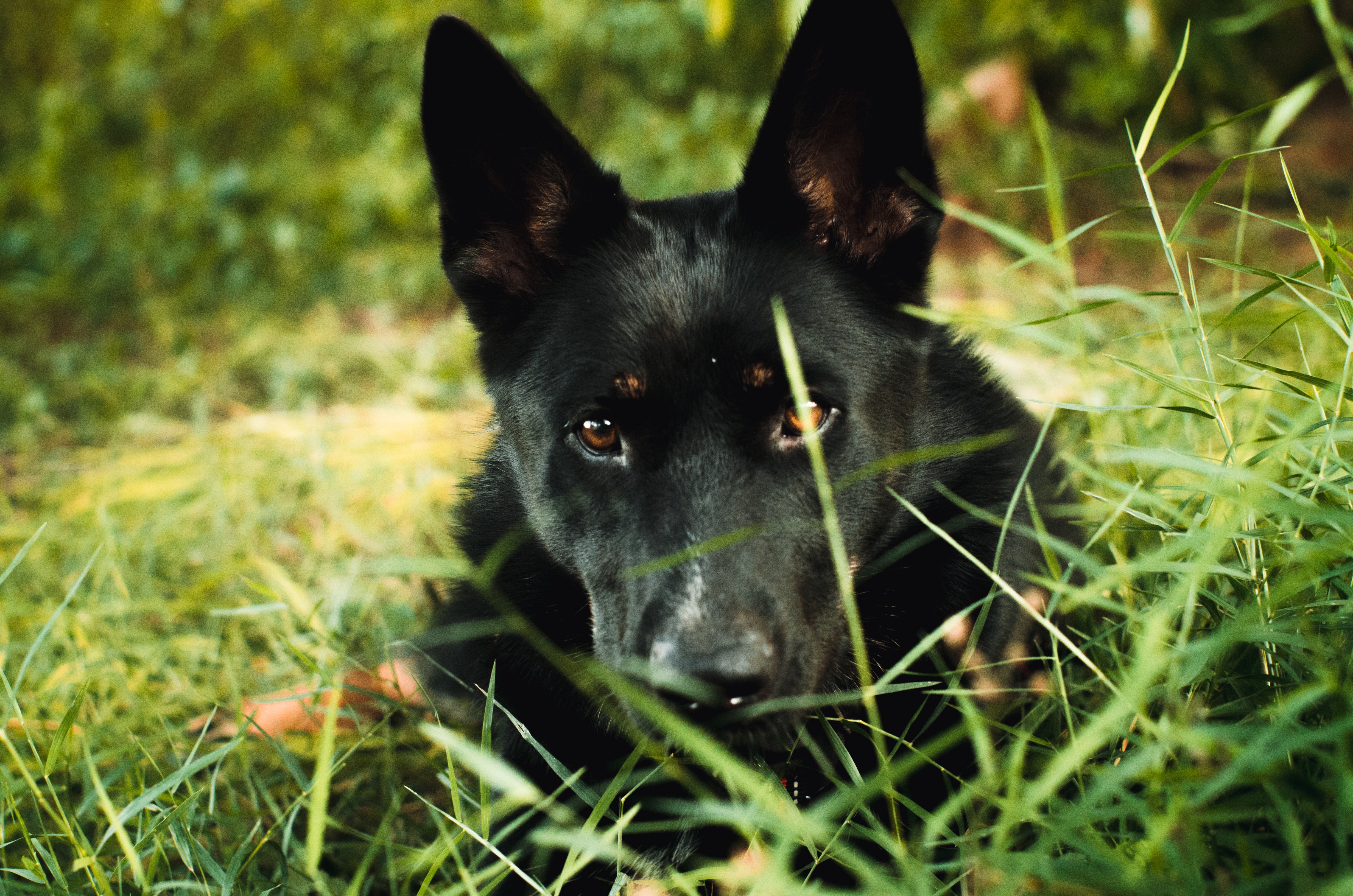 Black dog laying in the grass